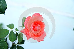 Head of red rose with dew drops, isolated on white . single beauty flower scarlet red rose gold color blossom isolated on white