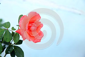 Head of red rose with dew drops,  on white . single beauty flower scarlet red rose gold color blossom isolated