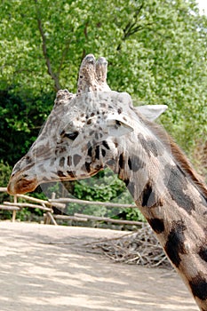 Head of a red-shield giraffe Giraffa from the side camelopardalis Rothschild