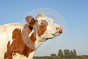 Head of a red and white cow does moo with her head uplifted, blue sky