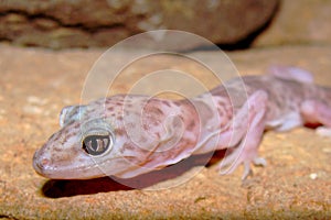 Head of a Reticulated Gecko, Coleonyx reticulatus