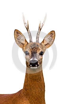 Head of roe deer buck isolated on white