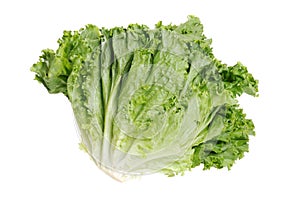 Head of roman leaf lettuce