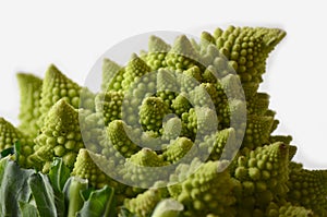 Head of a romanesco cauliflower or romanesque broccoli Brassica Oleracea, Botrytis cultivar. photo