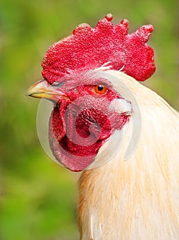 Head of rooster white on a background