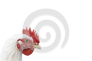 Head of the rooster is white on white background. Copy space.