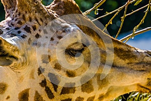 Head of a rothschilds giraffe in closeup, endangered animal specie from Africa photo