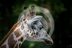 Head of Rothschilds giraffe photo
