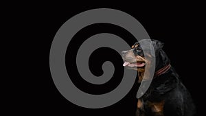 Head of a Rottweiler breed dog on a dark background - portrait, looking with alertness into the distance, selective focus