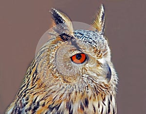 Head of royal owl with orange eye