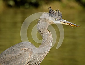 A Head of Ruffled Feathers