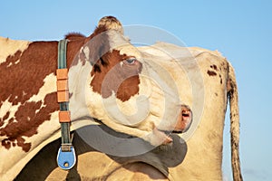 Head of ruminating cow, collar and blue sky