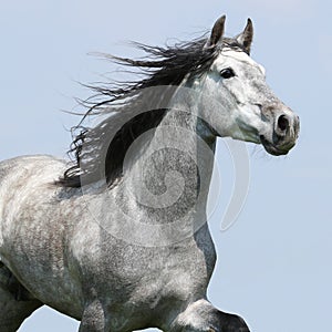 Carthusian Horse Isolated On Blue Background