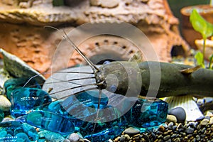 Head of a sackgrass catfish