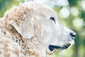 The head of a sad Labrador Retriever in close-up against a background of scattered greenery and sky with space to copy