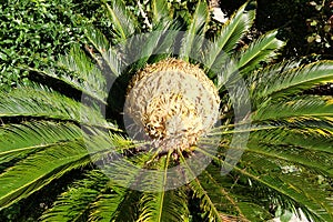 Head of a Sago Palm Tree