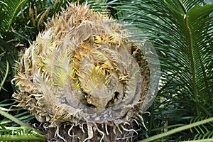 Head of a Sago Palm Tree Cycas revoluta