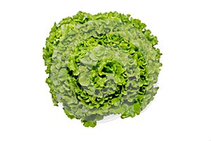 Head of salad on white background