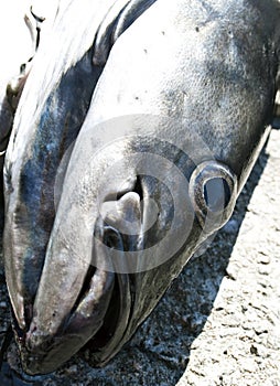 Head of Salmon