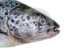 Head of salmon photographed close up. Isolated on white background