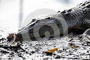 Head of a saltwater crocodile, Crocodylus porosus
