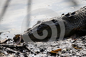 Head of a saltwater crocodile, Crocodylus porosus