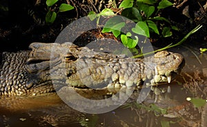 Head of Saltwater crocodile in water