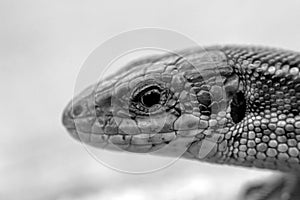 Head of a sand lizard