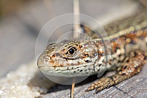 Head of a sand lizard