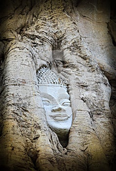 Head of Sandstone Buddha overgrown by Banyan Tree