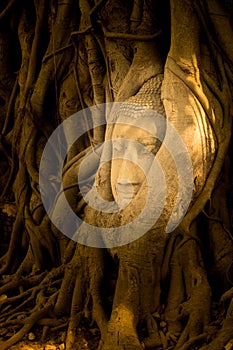 The head of a sandstone Buddha statue nestled in the tree roots beside the minor chapels of Wat Maha That, Phra Nakhon Si Ayutthay
