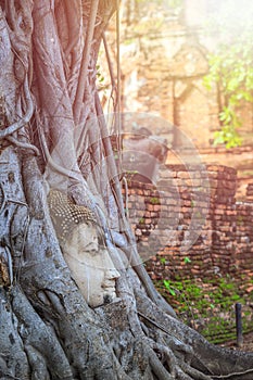 Head of the sandstone buddha in tree root. At Ayutthaya Historic