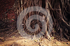 Head of Sandstone Buddha in The Tree Roots