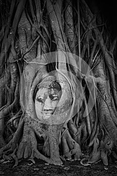 Head of Sandstone Buddha in The Tree Roots at Wat Mahathat