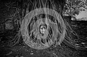 Head of Sandstone Buddha in The Tree Roots at Wat Mahathat