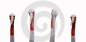 Head of a sarus crane bird isolated on white background.