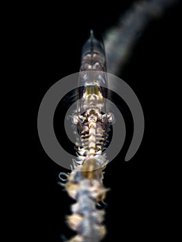 Head-On. Sawblade Shrimp. Tozeuma armatum