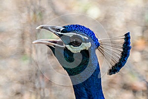 The head of a peacock, Israel