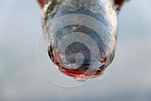 Head of sea fish. Close up. photo