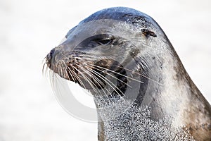 Head of Sea Lion showing its whiskers