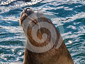 Head of sealion