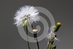 Head of seeded dandelion flower. some are flying seeds. Macro photo in its natural environment.