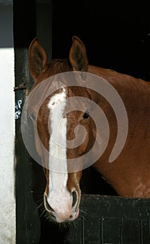 Head of Selle Francais Horse photo