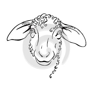 Head sheep black and white illustration