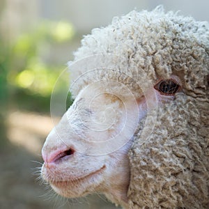 Head of sheep close up. Portrait of friendly sheep.