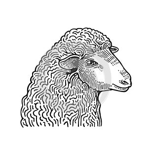 Head of sheep hand drawn in style of medieval engraving. Domestic farm animal isolated on white background. Vector