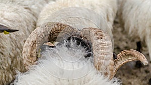 Head of sheep stands out on flock of sheep with emphasis on their horns