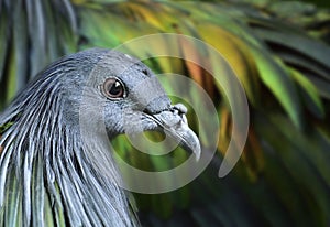 Head shgot of Nicobar Pigeon, grey face and metal green feathers bird