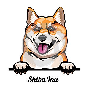 Head Shiba Inu - dog breed. Color image of a dogs head isolated on a white background