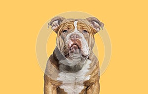 Head shot of a American Bully dog facing at the camera against yellow background